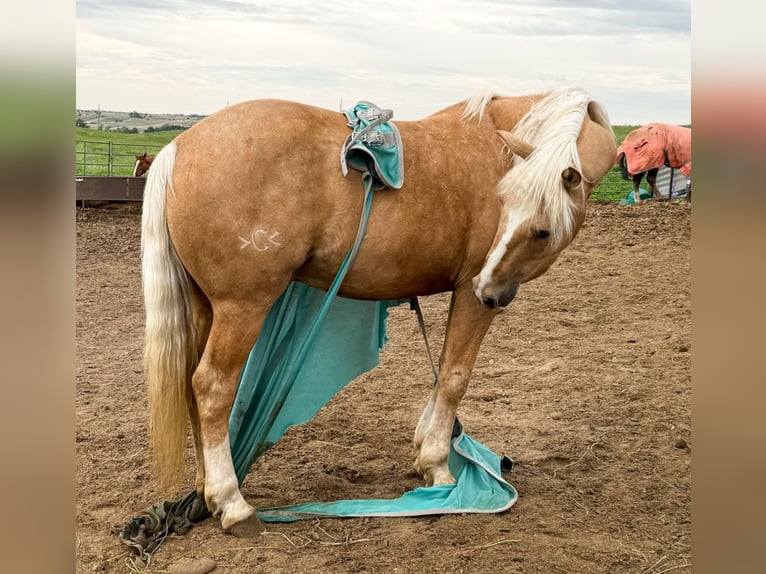 American Quarter Horse Mix Wallach 10 Jahre 152 cm Palomino in Thedford, NE