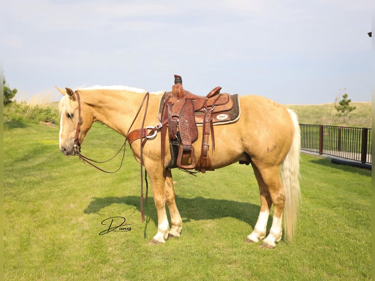 American Quarter Horse Mix Wallach 10 Jahre 152 cm Palomino in Thedford, NE