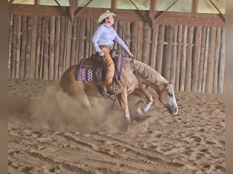 American Quarter Horse Wallach 10 Jahre 152 cm Palomino in Robards, KY