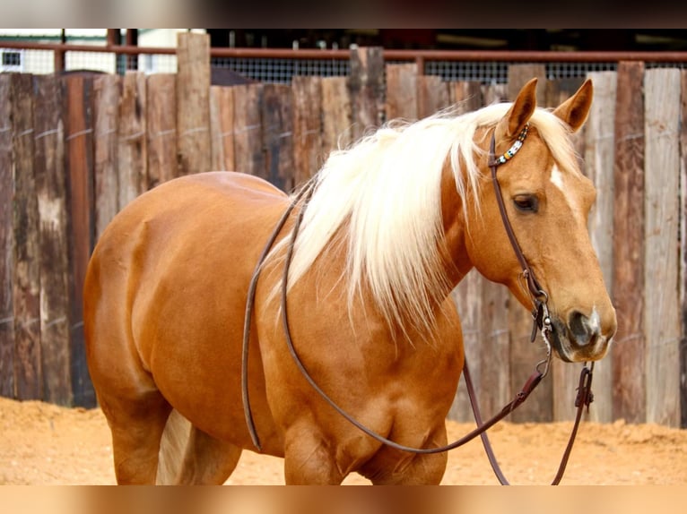 American Quarter Horse Wallach 10 Jahre 152 cm Palomino in Joshua TX