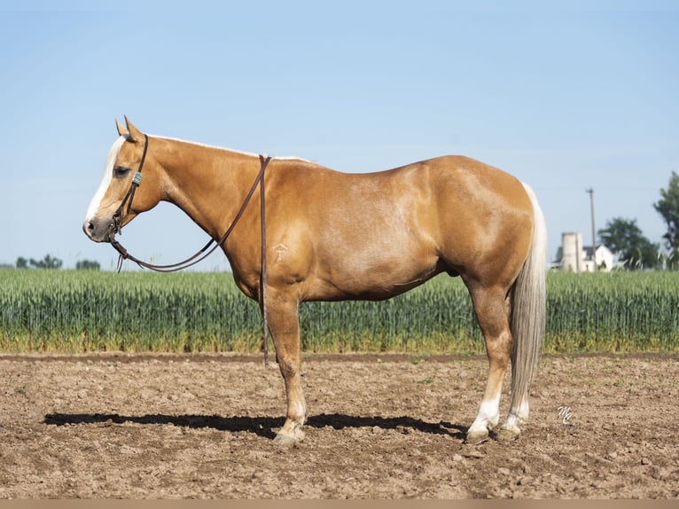 American Quarter Horse Wallach 10 Jahre 152 cm Palomino in Caldwell ID