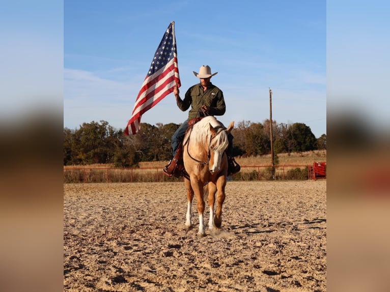 American Quarter Horse Wallach 10 Jahre 152 cm Palomino in Grand Saline TX