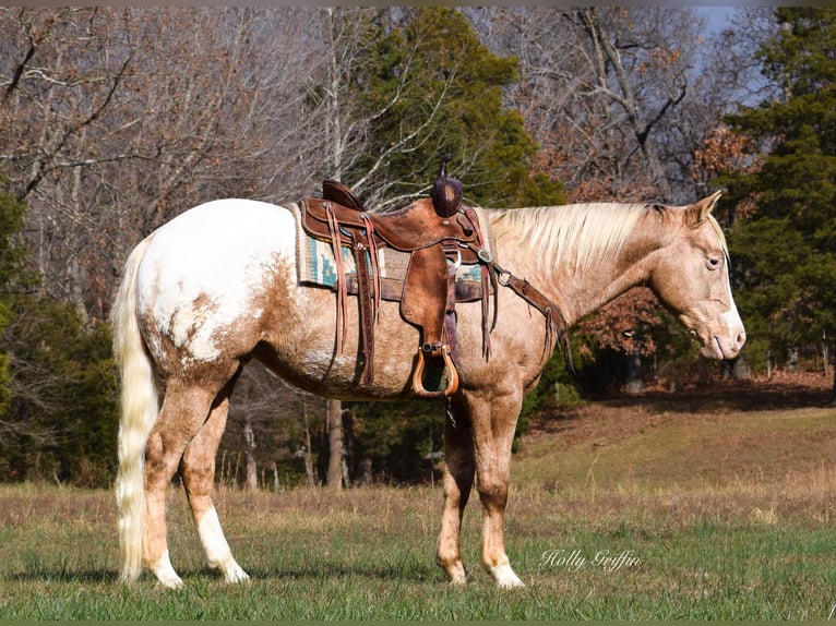 American Quarter Horse Wallach 10 Jahre 152 cm Palomino in Greenville Ky