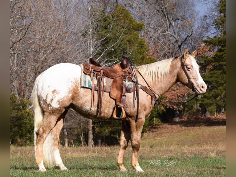 American Quarter Horse Wallach 10 Jahre 152 cm Palomino in Greenville Ky