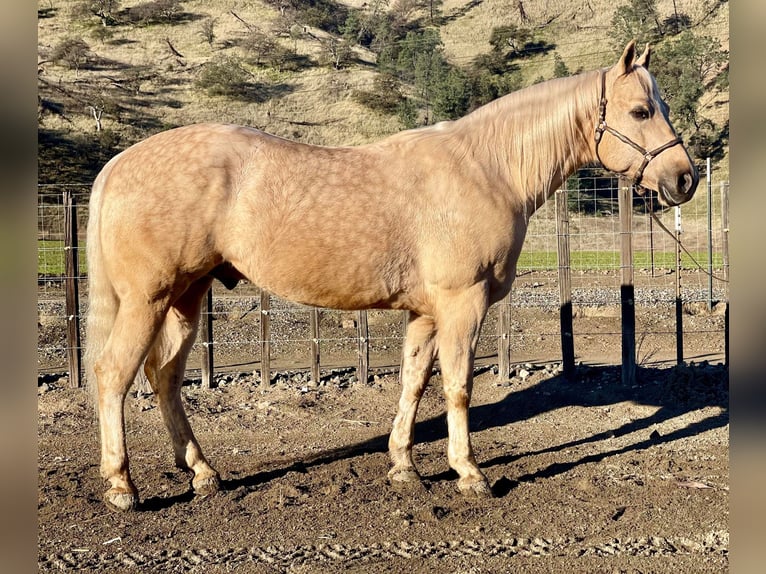 American Quarter Horse Wallach 10 Jahre 152 cm Palomino in Paicines CA
