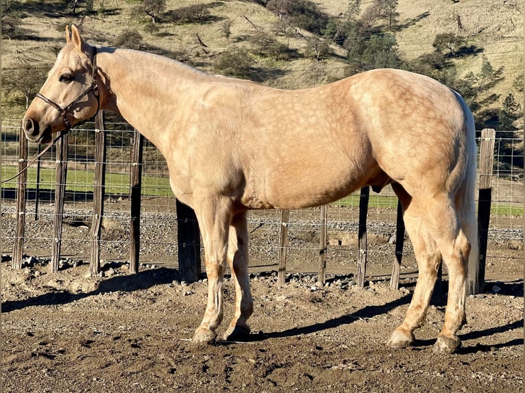 American Quarter Horse Wallach 10 Jahre 152 cm Palomino in Paicines CA
