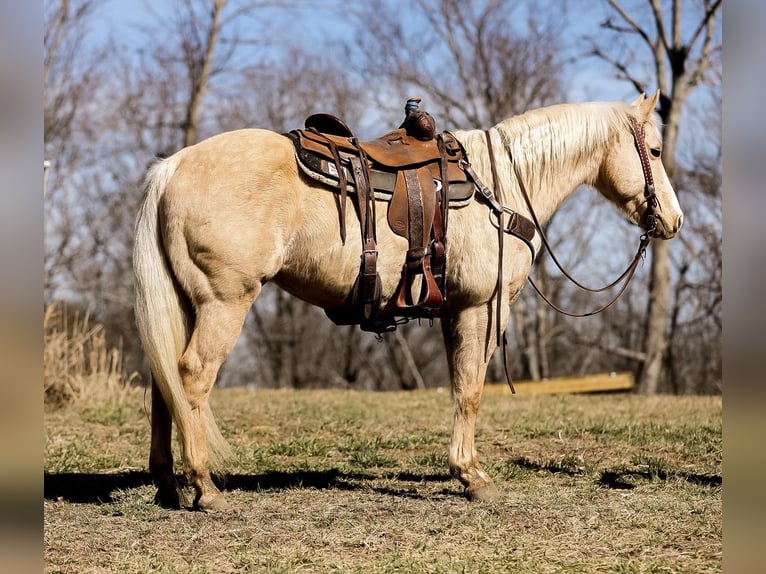 American Quarter Horse Wallach 10 Jahre 152 cm Palomino in Santa Fe, TN