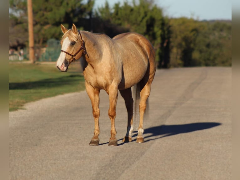 American Quarter Horse Wallach 10 Jahre 152 cm Palomino in Stephenville TX