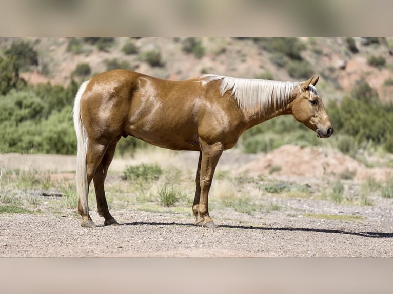 American Quarter Horse Wallach 10 Jahre 152 cm Palomino in Sweet Springs MO