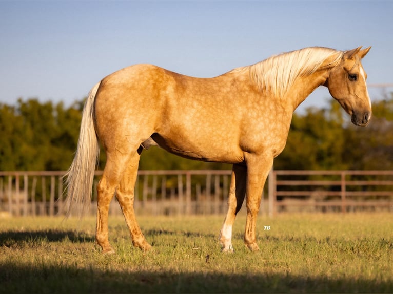 American Quarter Horse Wallach 10 Jahre 152 cm Palomino in Weatherford TX