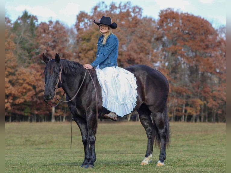 American Quarter Horse Wallach 10 Jahre 152 cm Rappe in Clarion