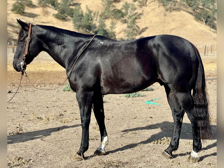 American Quarter Horse Wallach 10 Jahre 152 cm Rappe in Paicines, CA