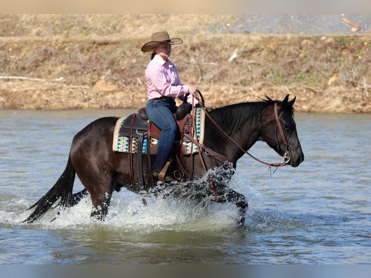 American Quarter Horse Wallach 10 Jahre 152 cm Rappe in Clarion