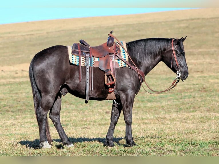 American Quarter Horse Wallach 10 Jahre 152 cm Rappe in Clarion