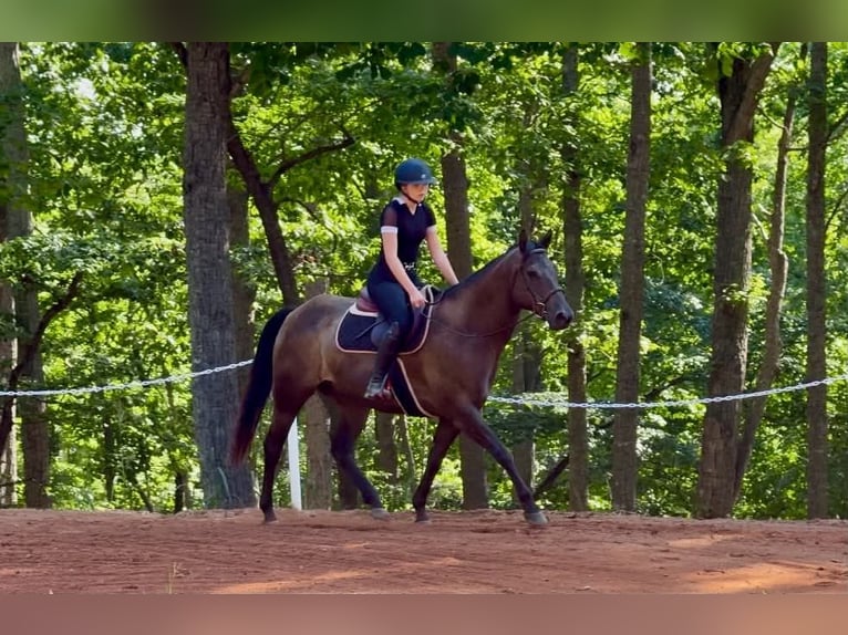 American Quarter Horse Wallach 10 Jahre 152 cm Rappe in Clover