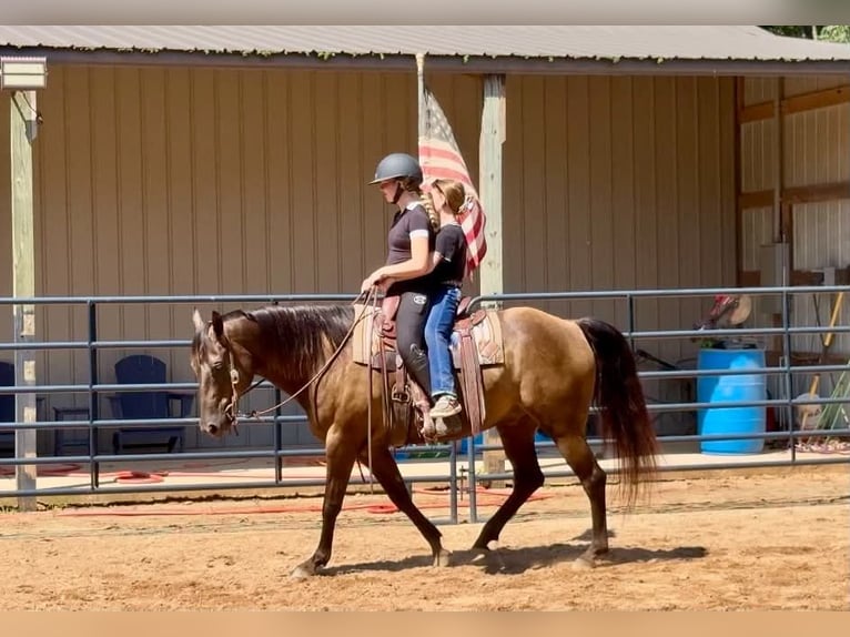 American Quarter Horse Wallach 10 Jahre 152 cm Rappe in Clover
