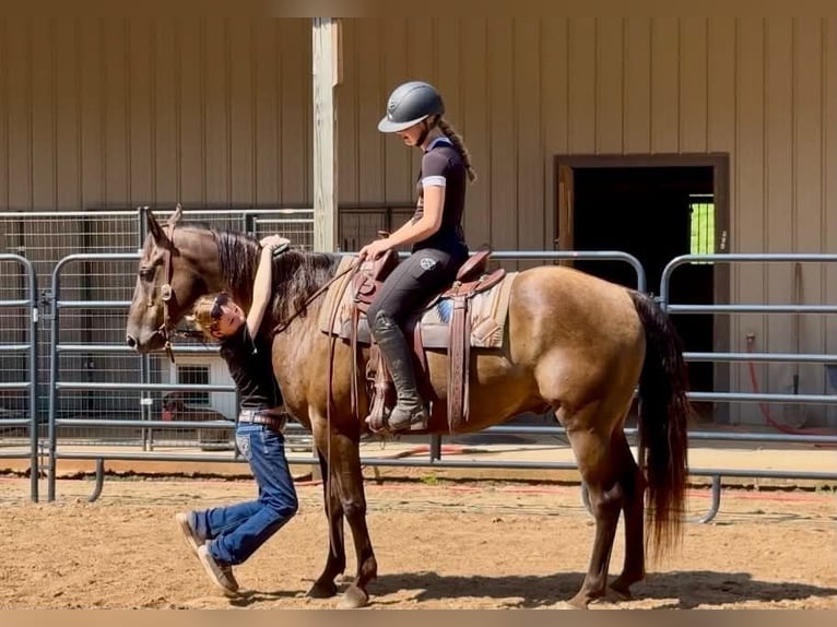 American Quarter Horse Wallach 10 Jahre 152 cm Rappe in Clover
