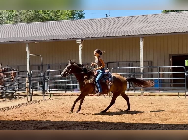 American Quarter Horse Wallach 10 Jahre 152 cm Rappe in Clover