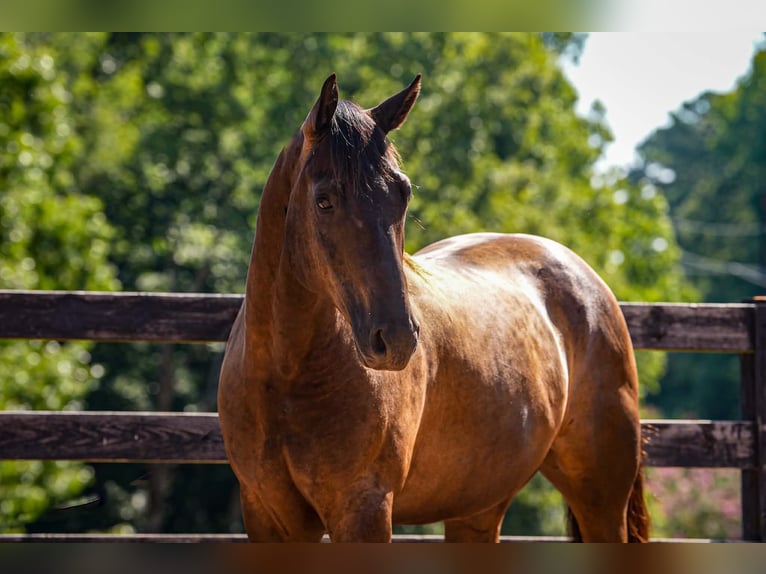 American Quarter Horse Wallach 10 Jahre 152 cm Rappe in Clover