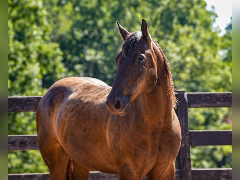 American Quarter Horse Wallach 10 Jahre 152 cm Rappe in Clover