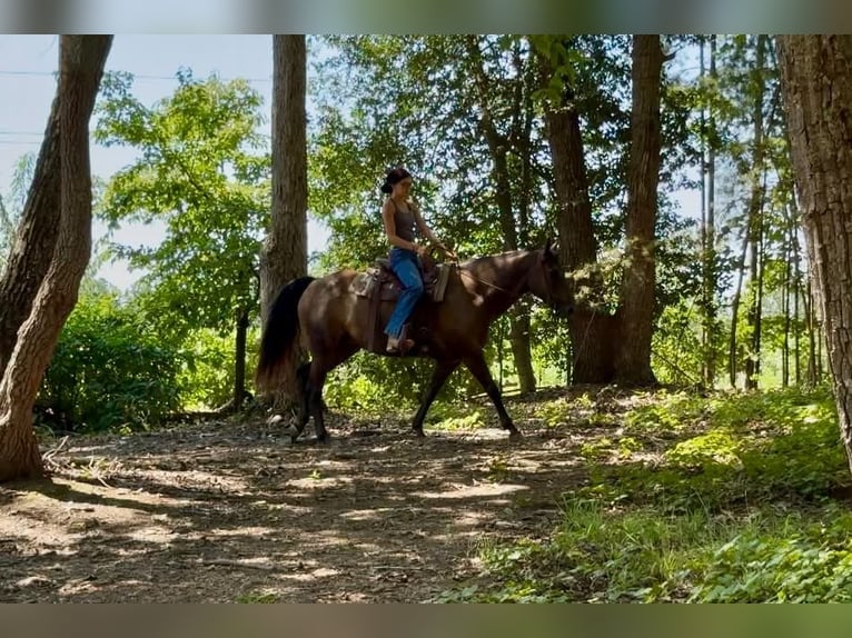 American Quarter Horse Wallach 10 Jahre 152 cm Rappe in Clover