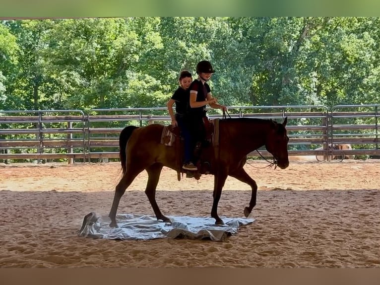 American Quarter Horse Wallach 10 Jahre 152 cm Rappe in Clover