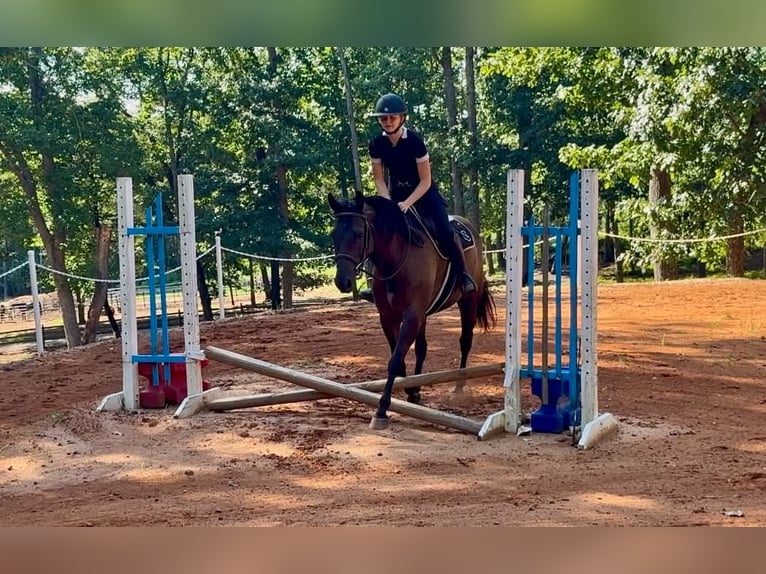 American Quarter Horse Wallach 10 Jahre 152 cm Rappe in Clover