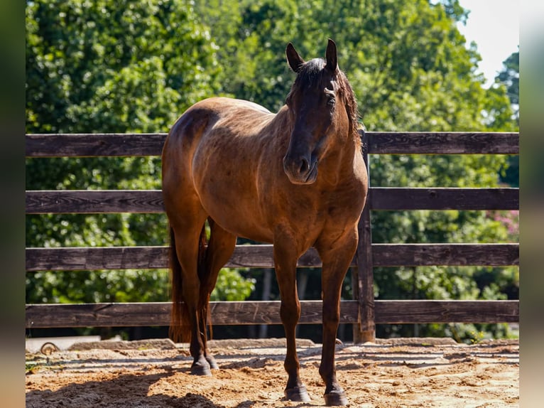 American Quarter Horse Wallach 10 Jahre 152 cm Rappe in Clover
