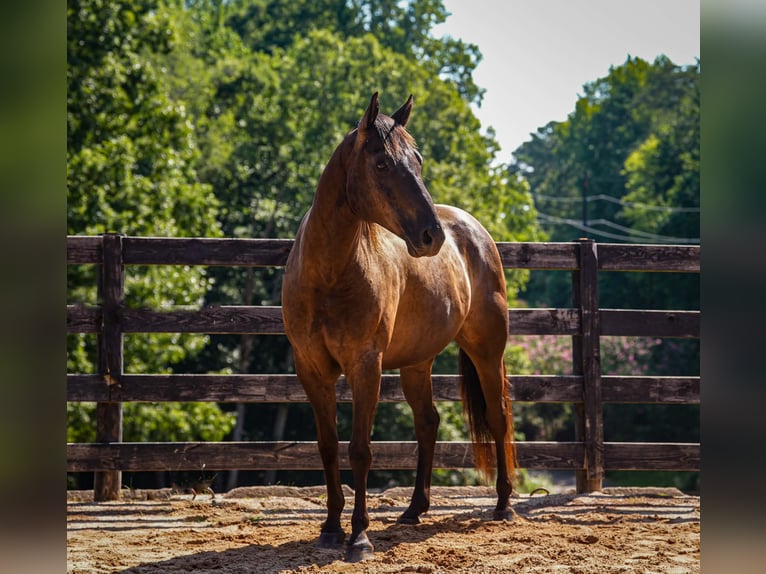 American Quarter Horse Wallach 10 Jahre 152 cm Rappe in Clover