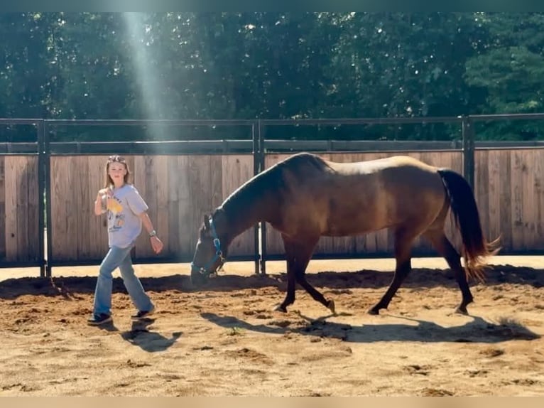 American Quarter Horse Wallach 10 Jahre 152 cm Rappe in Clover