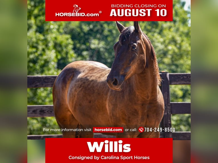 American Quarter Horse Wallach 10 Jahre 152 cm Rappe in Clover