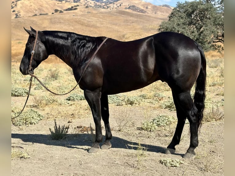 American Quarter Horse Wallach 10 Jahre 152 cm Rappe in Paicines CA