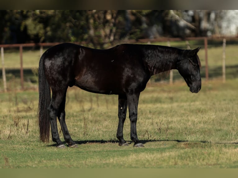 American Quarter Horse Wallach 10 Jahre 152 cm Rappe in Joshua