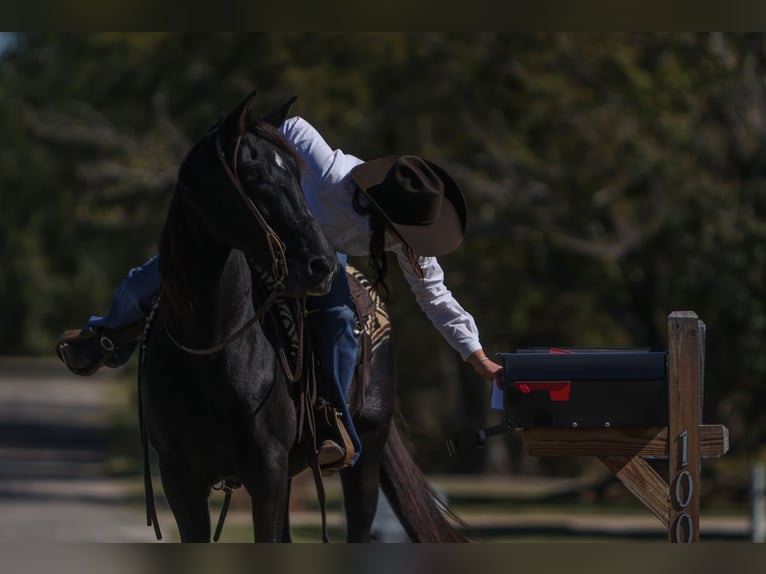 American Quarter Horse Wallach 10 Jahre 152 cm Rappe in Joshua