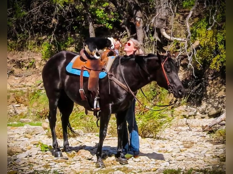 American Quarter Horse Wallach 10 Jahre 152 cm Rappe in Stephenville, TX