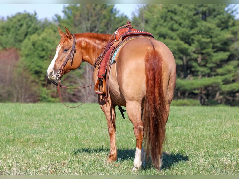 American Quarter Horse Wallach 10 Jahre 152 cm Red Dun in Clarion