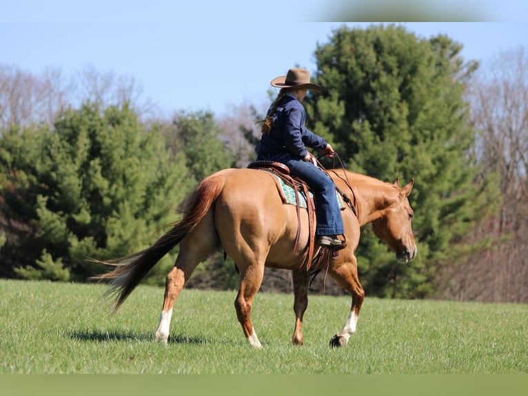 American Quarter Horse Wallach 10 Jahre 152 cm Red Dun in Clarion
