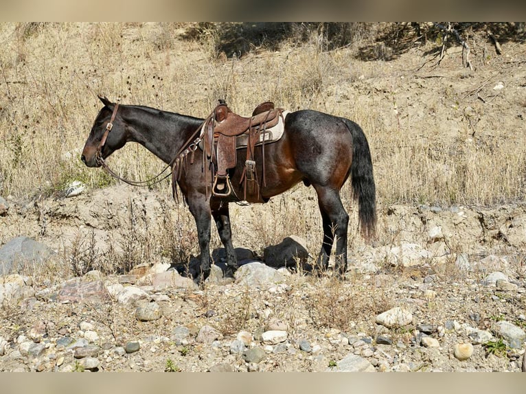 American Quarter Horse Wallach 10 Jahre 152 cm Roan-Bay in Brandon