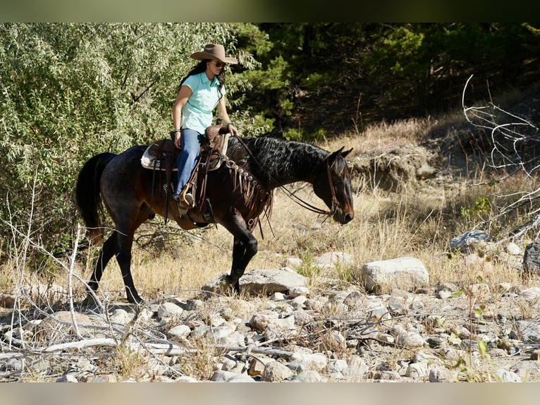 American Quarter Horse Wallach 10 Jahre 152 cm Roan-Bay in Brandon