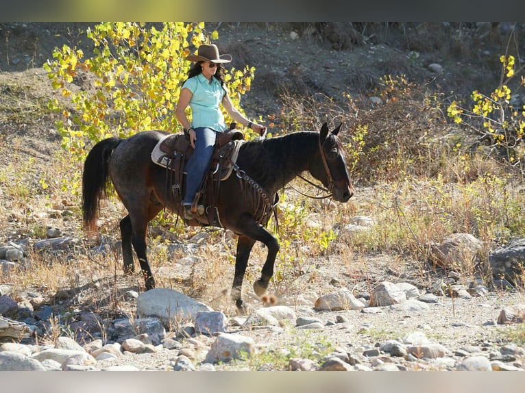American Quarter Horse Wallach 10 Jahre 152 cm Roan-Bay in Brandon