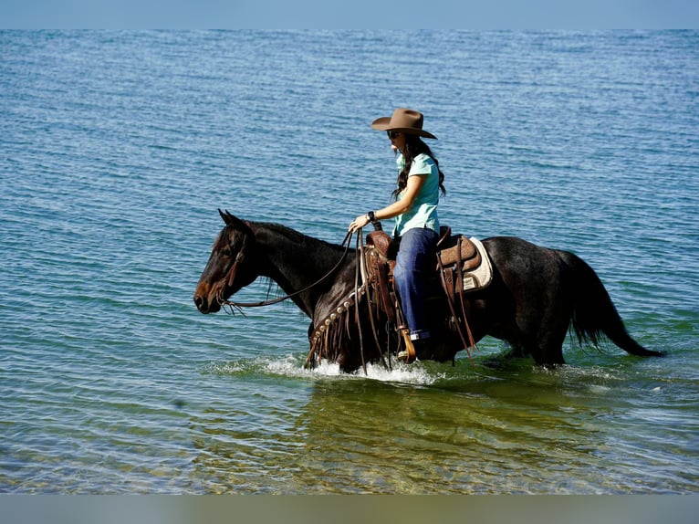 American Quarter Horse Wallach 10 Jahre 152 cm Roan-Bay in Brandon
