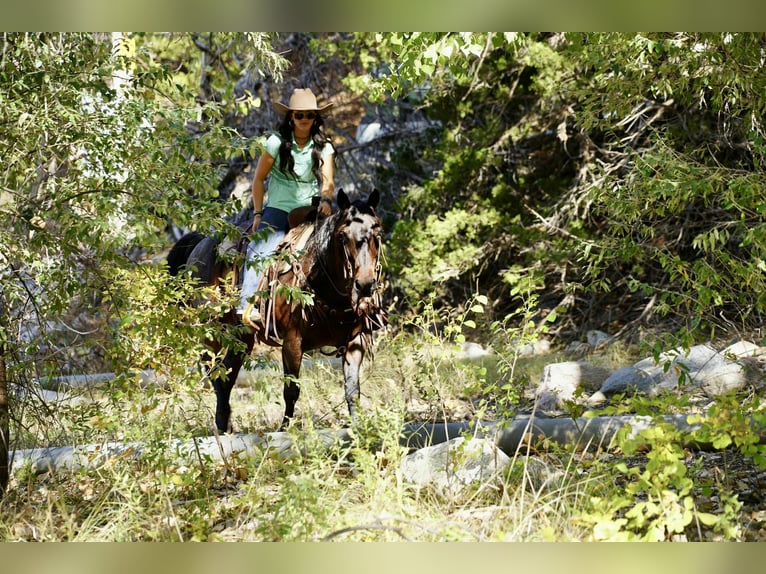 American Quarter Horse Wallach 10 Jahre 152 cm Roan-Bay in Brandon