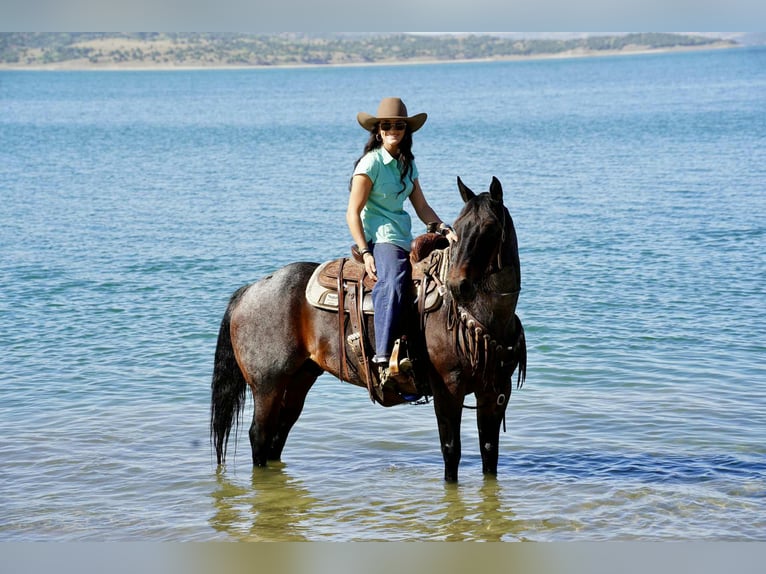 American Quarter Horse Wallach 10 Jahre 152 cm Roan-Bay in Brandon