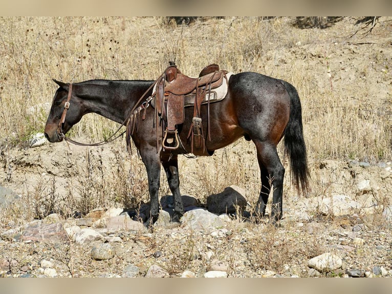 American Quarter Horse Wallach 10 Jahre 152 cm Roan-Bay in Brandon