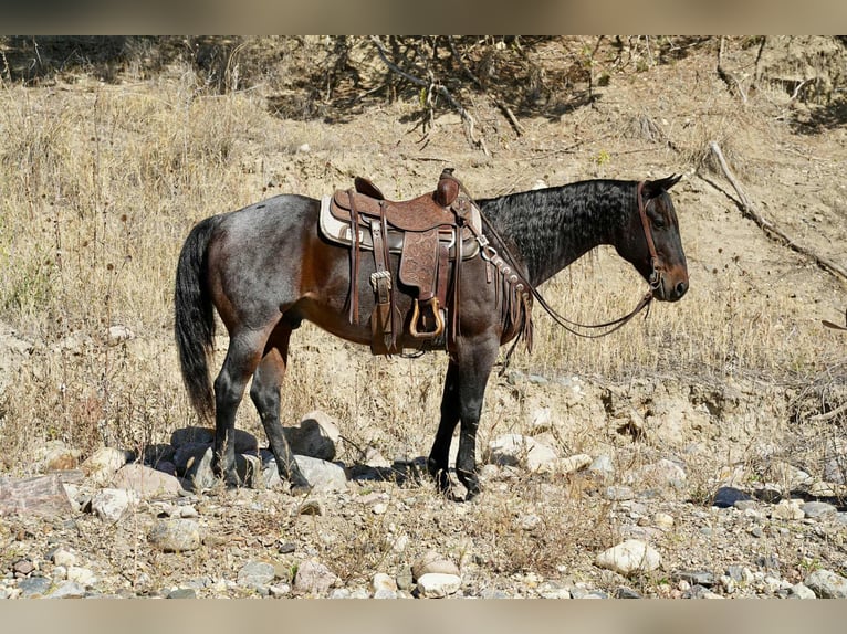 American Quarter Horse Wallach 10 Jahre 152 cm Roan-Bay in Brandon