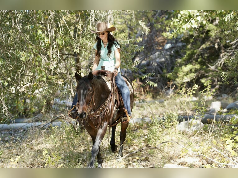 American Quarter Horse Wallach 10 Jahre 152 cm Roan-Bay in Brandon