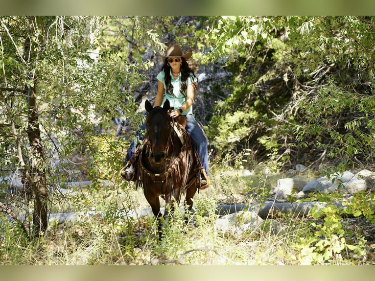 American Quarter Horse Wallach 10 Jahre 152 cm Roan-Bay in Brandon