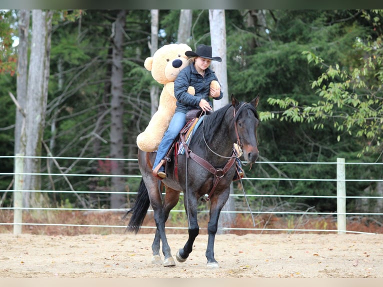 American Quarter Horse Wallach 10 Jahre 152 cm Roan-Bay in Clarion