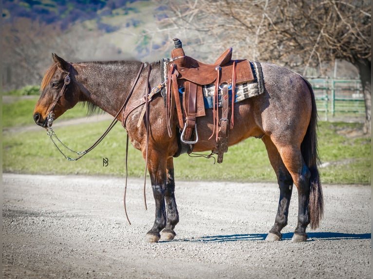 American Quarter Horse Wallach 10 Jahre 152 cm Roan-Bay in Lincoln