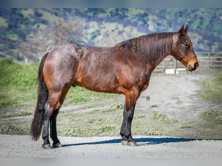American Quarter Horse Wallach 10 Jahre 152 cm Roan-Bay in Lincoln